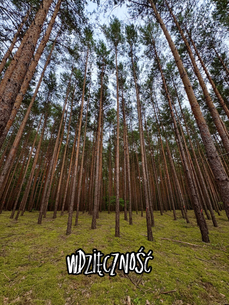 „Wdzięczność zamienia to, co mamy, w wystarczające”